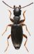 Anthicidae_Settebagni_25-XI-2013_2,75mm_grey.jpg