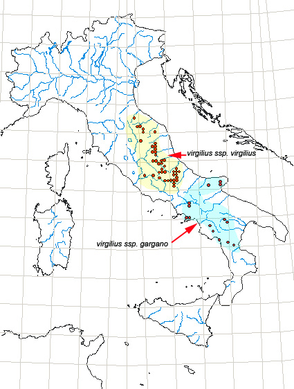 corologia-virgilius-e-sue-forme.jpg