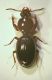 P.Alberete carab10 2.2mm 6.01.14.JPG