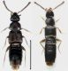 Amischa nigrofusca (Stephens, 1832).jpg