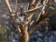 San_Gregorio_13-II-2010_b.jpg