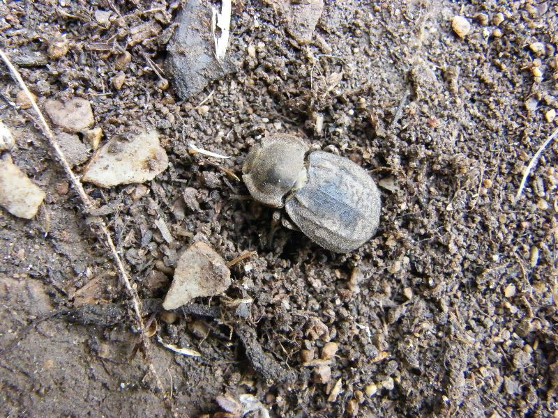 Asida (Asida) dryas Leo, 2009.jpg