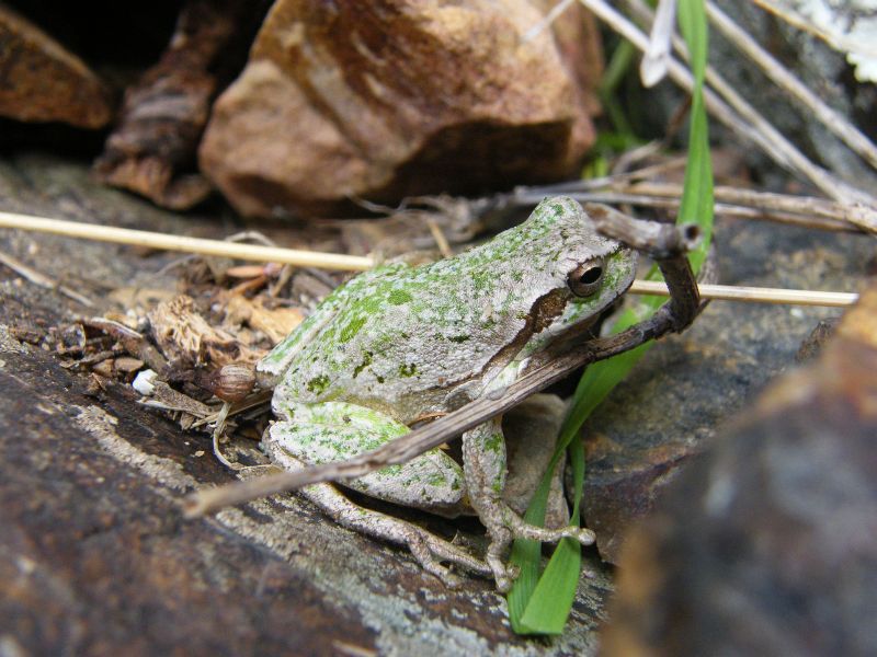 hyla sarda.jpg