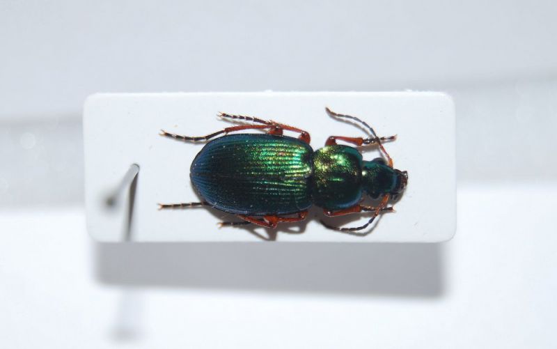 Chalenius sp.jpg