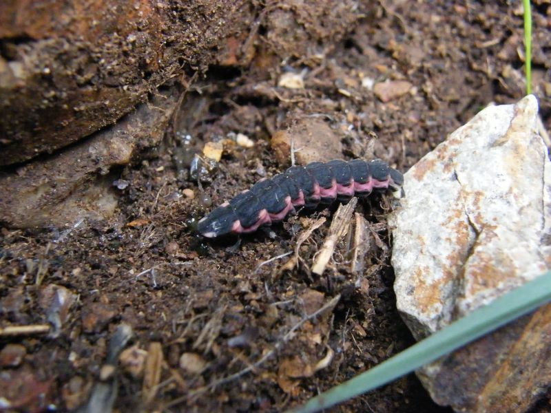 larva lampyris.jpg