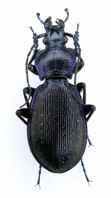 Sphodristocarabus sp. IR Rastamabad (Rudbar) m. 1100 6.VII.2001 004.jpg