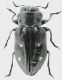 Chrysobothris_cordicollis_French_Guyana_Regina_VIII-2011_11,7mm_grey.jpg
