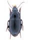 tn_Amara equestris.jpg