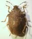 P.Alberete heterott.04 6mm 6.01.14.JPG