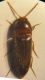 Brachygonus 005 A.jpg