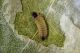 Leafminer_1.jpg