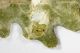 Leafminer_2.jpg