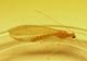 Chrysoperla sp. 1c.JPG