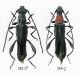 Atlante 17_Callimoxys gracilis.jpg