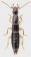 Staphylinidae_Settebagni_25-XI-2013_15_5mm_grey.jpg