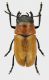 Coptocephala-plagiocephala.jpg