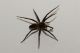 Lycosidae sp 006(1).JPG