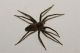 Lycosidae sp 011.JPG