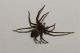 Lycosidae sp 015.JPG