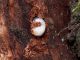 curculionidae larva 2.JPG
