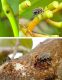 Timorus-sarcophagoides-live-shots.jpg