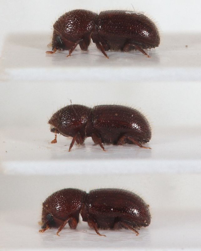 Dactylotrupes-longicollis-lateral.jpg