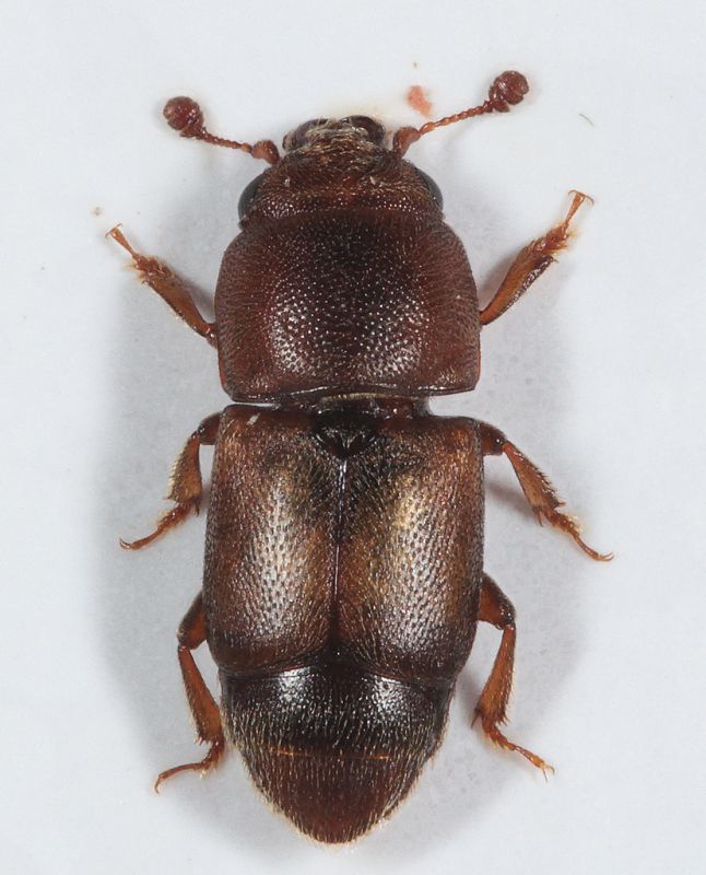 Nitidulidae-A.jpg