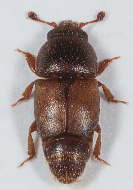 Nitidulidae-B.jpg