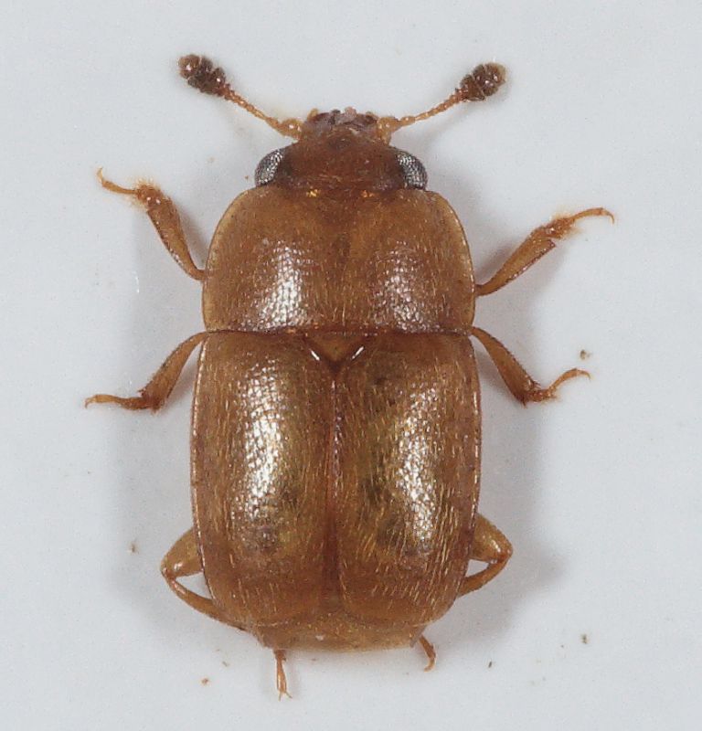 Nitidulidae-C-Epuraea.jpg