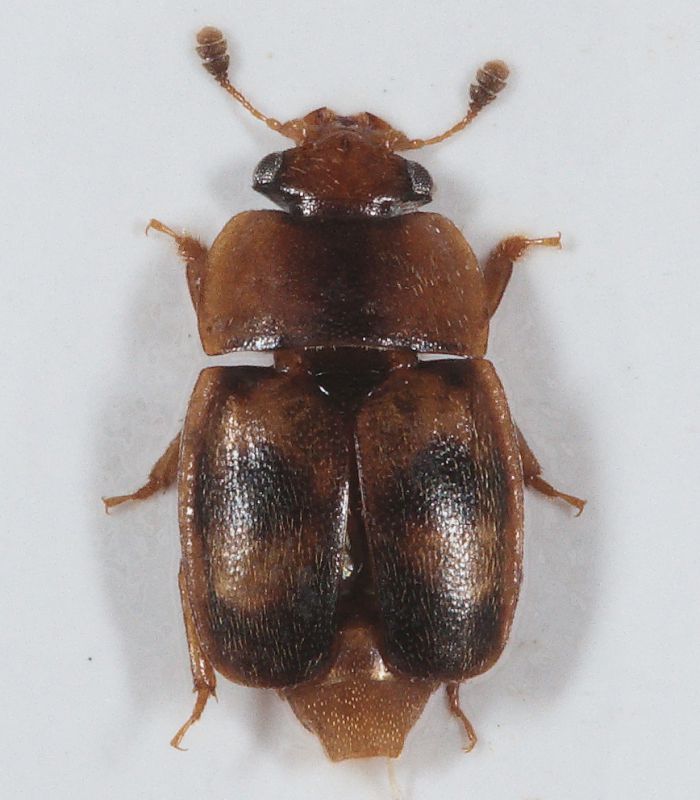 Nitidulidae-D-Epuraea.jpg