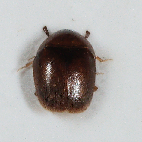 Corylophidae.jpg