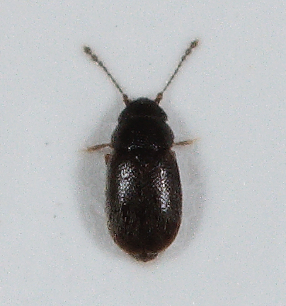 Ptiliidae.jpg