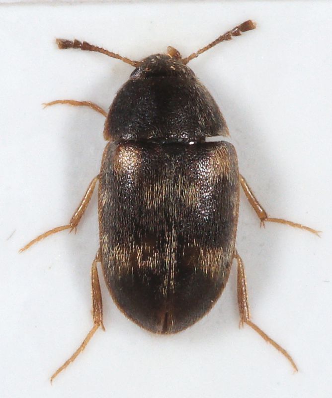 Mycetophagidae.jpg