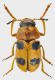 Coptocephala-kerimii.jpg
