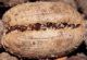 Attacco di Dactylotrypes 4.JPG