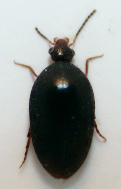 eucinetidae a.jpg