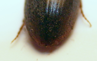 eucinetidae b.jpg