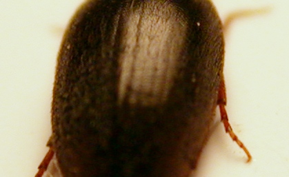 eucinetidae c.jpg
