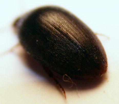 eucinetidae e.jpg