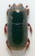 histeridae 2b.jpg