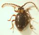 aa ptinid4 2.1mm.JPG