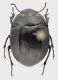 Erodius_zophosioides_Tunisia_Bouahila_20.IV.1980_11mm_grey.jpg