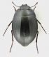 Zophosis_Tunisia_Tozeur_20_IV-1980_7,2mm_grey.jpg