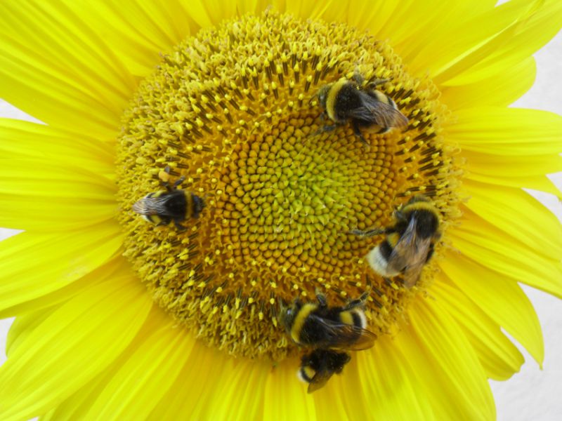 Bombus_lucorum_Sunflower1_sm.jpg