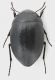 Zophosis_Tunisia_Gabes_Sembat_23-VI-1990_7,3mm_grey.jpg