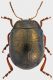 Chrysolina-bankii.jpg
