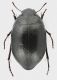 Zophosis_Tunisia_Tozeur_Tamerza_1-IV-1988_8,2mm_grey.jpg