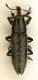 (Curculionide) Lixus (Compsolixus) albomarginatus Boheman, 1843 24.09.05.JPG