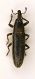 (Curculionide) Lixus (Compsolixus) junci Boheman, 1836  13.06.06.JPG
