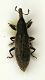 (Curculionide) Lixus (Dilixellus) vilis (Rossi, 1790) 22.07.06.JPG